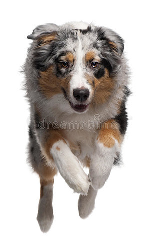 澳大利亞牧羊犬狗跑來(lái)檢索一個(gè)玩具